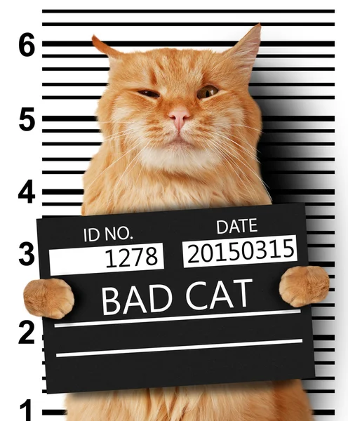 Bad cat Stock Photos, Royalty Free Bad cat Images